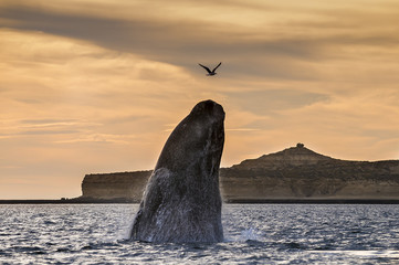 Right whale, Patagonia , Argentina © foto4440
