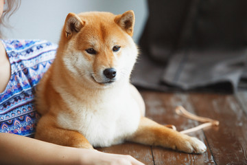 Japanese Shiba Inu dog near a window