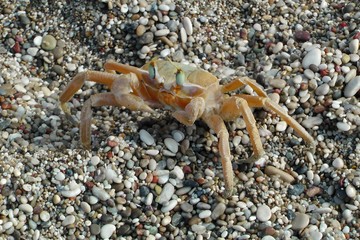 Orangefarbige Reiterkrabbe, Ocypode decapoda, am Strand von Karpathos, Griechenland
