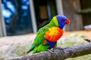 colorful rainbow loriquet on a branch