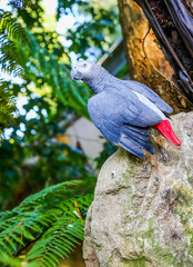parrot on top of a rock