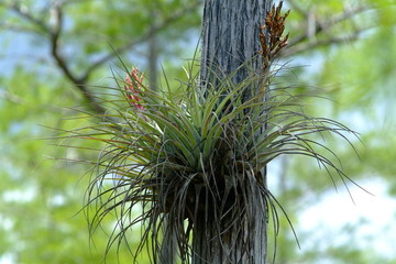 Tillandsia-fasciculata-giant-airplant