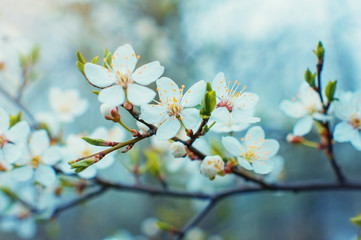 Blooming tree branch in spring garden with white flowers. - 138132394