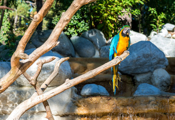 Blue-and-yellow macaw (Ara ararauna), Macaw parrot