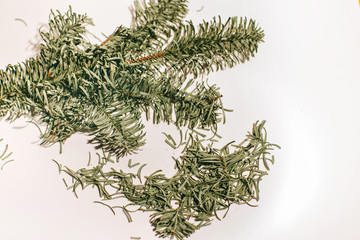 green spruce branch on white background