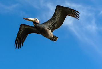 Brown Pelican (Pelecanus occidentalis) soars above against a blue sky