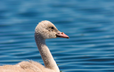 Cute fuzzy baby mute swan swimming in a Minnesota lake