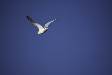 bird, flying