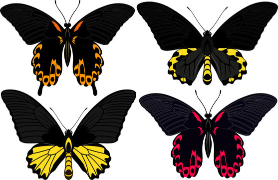 vector set of Philippines butterflies