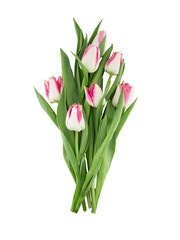 Bouquet of tulips isolated on white background. Spring flowers. Greeting card for Valentine's Day, Woman's Day and Mother's Day . Top view