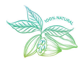 Colorful cocoa beans sketch and sign 100 natural isolated on white background. Vector illustration