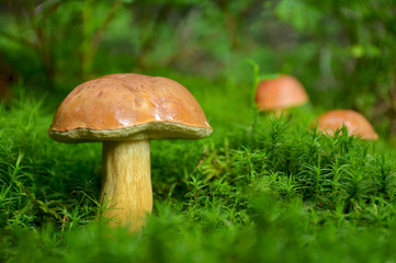 Forest mushrooms in the bright green moss