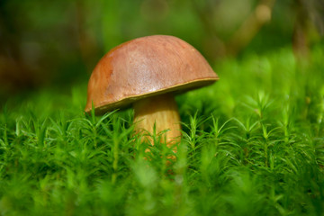 Forest mushroom in the green moss