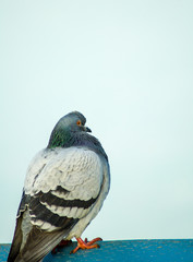 Isolated portrait of pigeon 