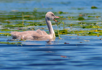 Cute fuzzy baby mute swan swimming in a Minnesota lake