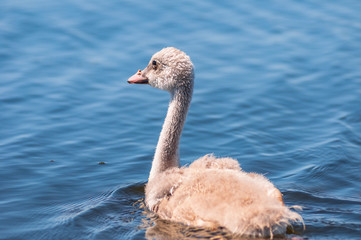 Cute fuzzy baby mute swan swimming in a Minnesota lake © Don