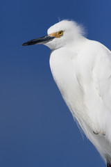 Snowy Egret ( Egretta thula) standing in the sun under a clear blue sky.