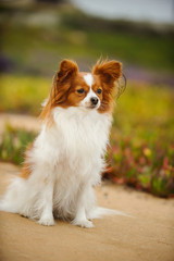 Papillon dog sitting in clearing of field with flowers