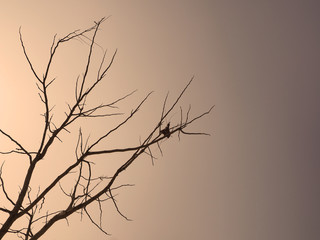 tree branches in silhouette and blue sky background