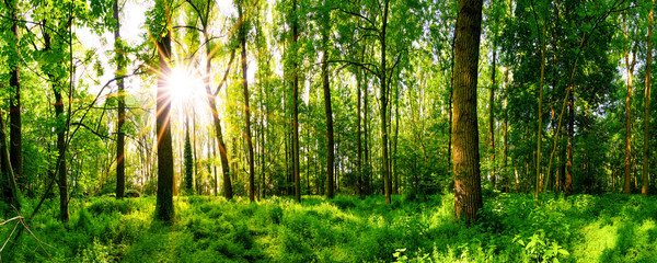 Waldpanorama im Frühling mit Sonnenstrahlen