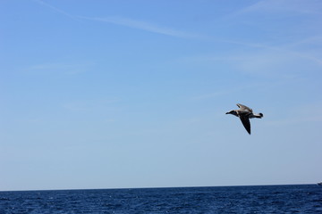 Fototapeta na wymiar free pelican