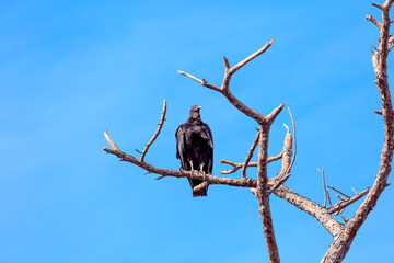 Black Vulture (Coragyps atratus) on a dead tree, against blue sky, Honeymoon Island, Florida, USA