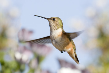 Hummingbird Pastel