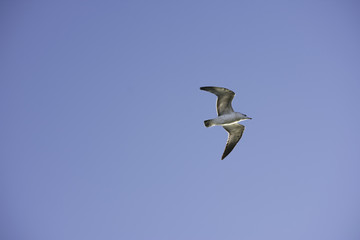 Obraz premium bird, flying