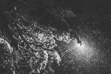 Fototapeta premium Streetlight shining through snow covered branches.