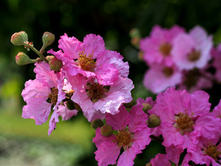 Lagerstroemia macrocarpa Wall flowers