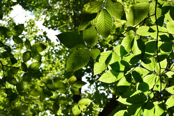 Leaves in the Sun