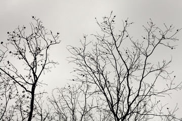 Fototapeta premium Tree Brunches and Cloudy Sky