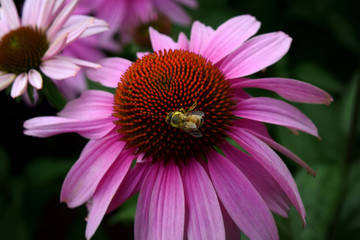 Purple Cone Flower