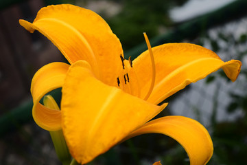 Yellow Lily