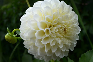 White Dahlia