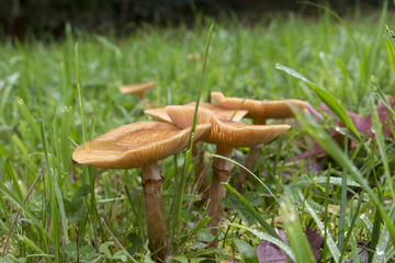 Mushrooms in nature