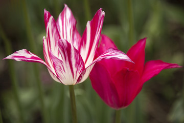 Double Tulips