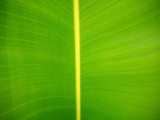 the green leaf in closeup