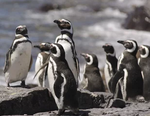 Fotobehang Magellan Penguin © buenaventura13