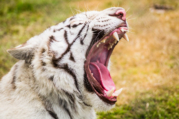 Tiger Roar
