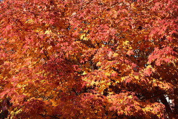 Red Leaves Background