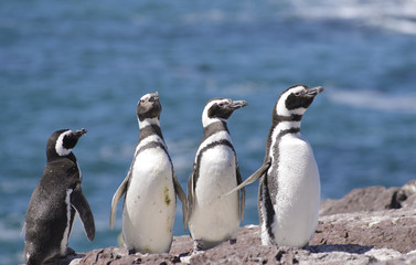 Naklejka premium Penguins