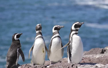 Crédence de cuisine en verre imprimé Pingouin Pingouins