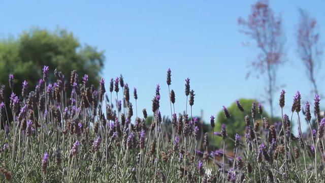 Espigas moradas movi&eacute;ndose en el viento