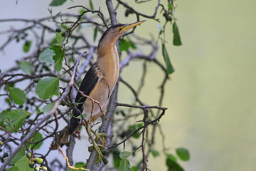 A shy Little Bittern, Ixobrychus minutus, on a tree branch aginst a blurred green water background