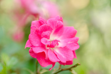 Pink rose flower blossom in spring
