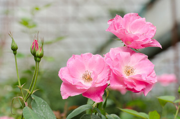 Pink rose flower blossom in spring