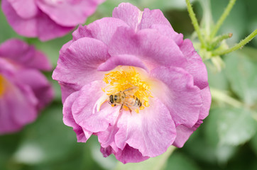 Purple rose flower blossom in spring