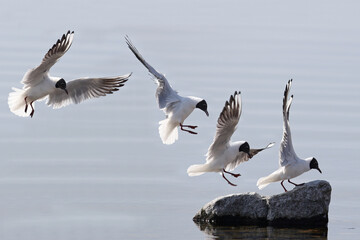 Obraz premium Landing sequence of a common black head seagull on a rock