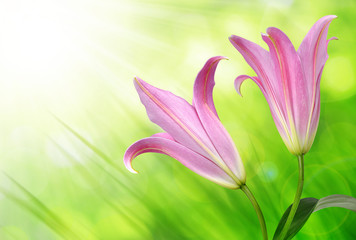 Pink lily flowers on green natural background